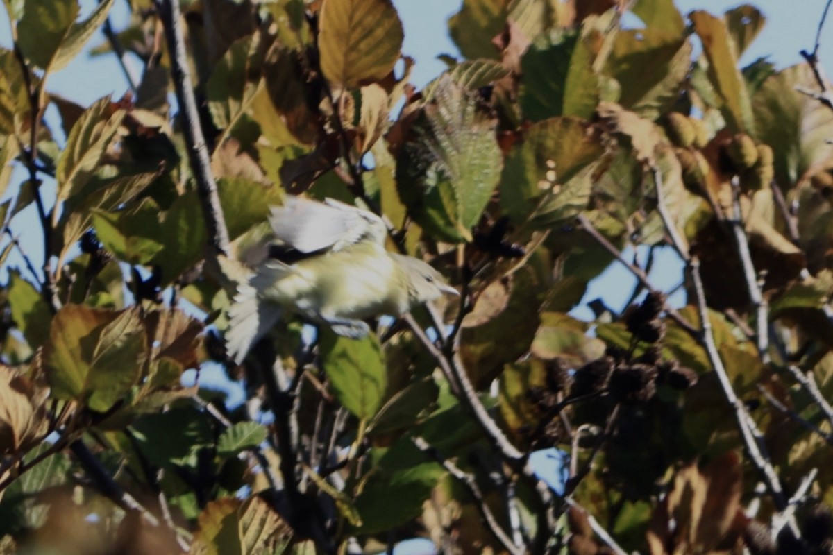 ベルモズモドキ（bellii／medius） - ML643378103