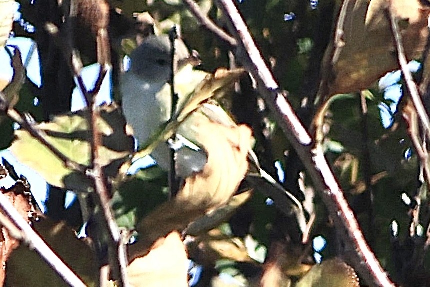 ベルモズモドキ（bellii／medius） - ML643378104