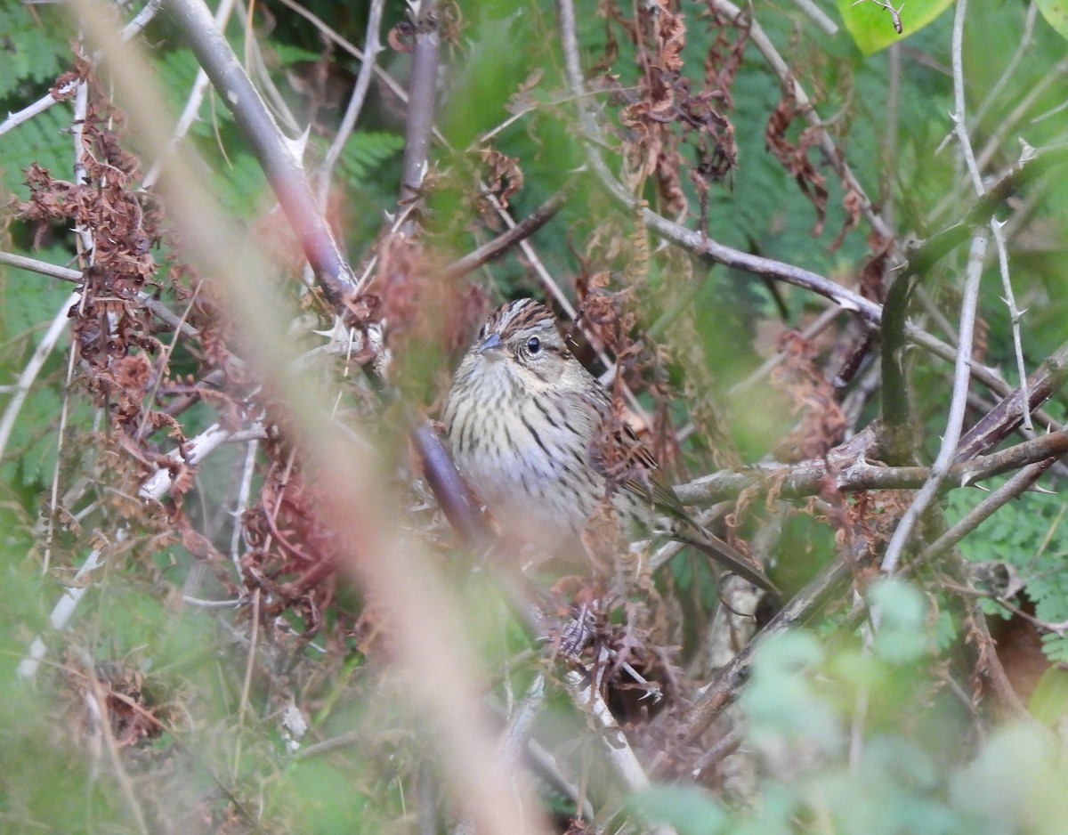 Lincoln's Sparrow - ML643378128