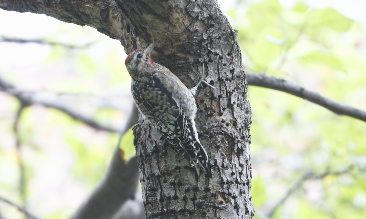Yellow-bellied Sapsucker - ML643378133