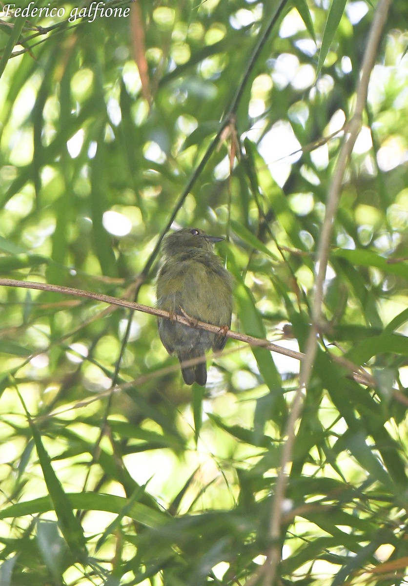 hvitskjeggmanakin - ML643378151