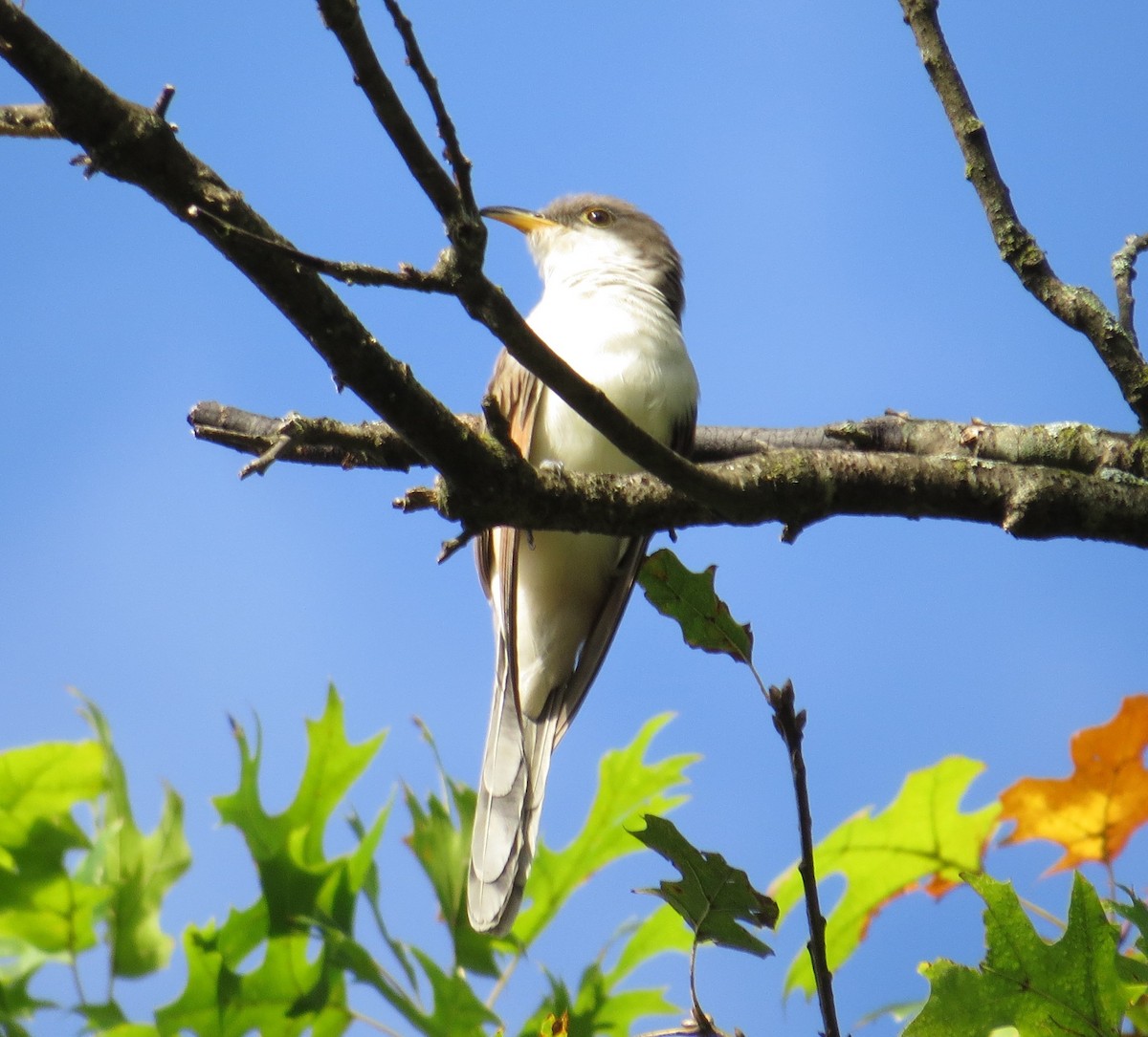 Yellow-billed Cuckoo - ML643378154