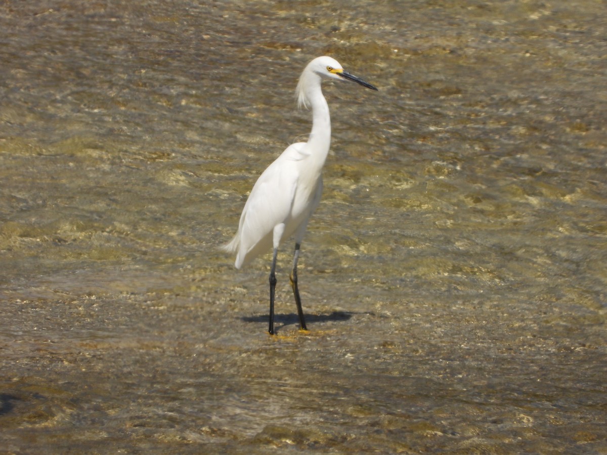 Snowy Egret - ML643378155