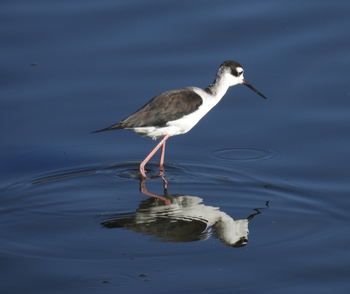 Black-necked Stilt - ML643378157
