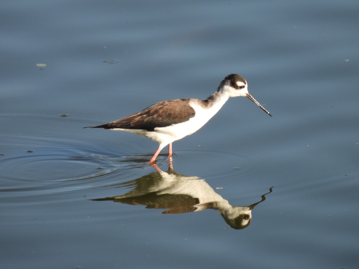 Black-necked Stilt - ML643378158