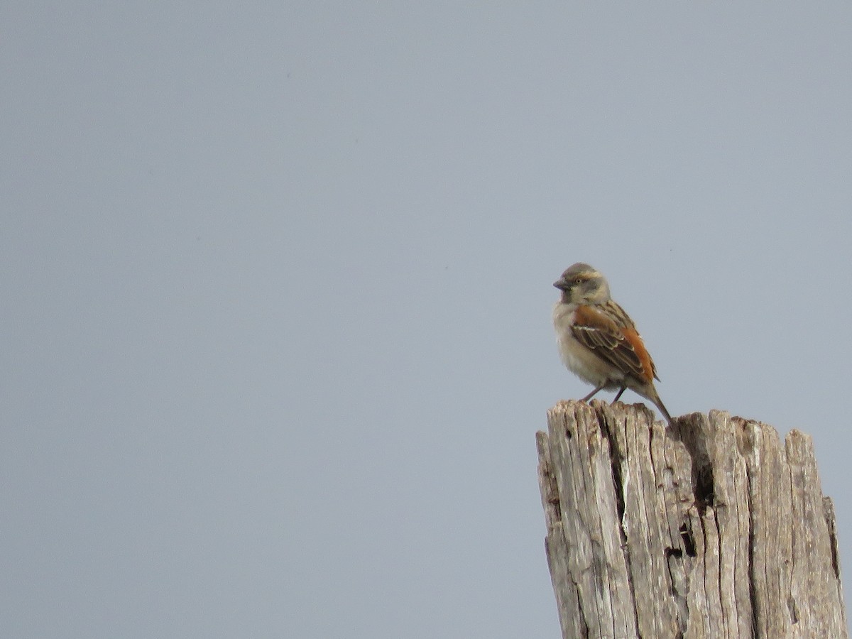 Kenya Rufous Sparrow - ML643378174