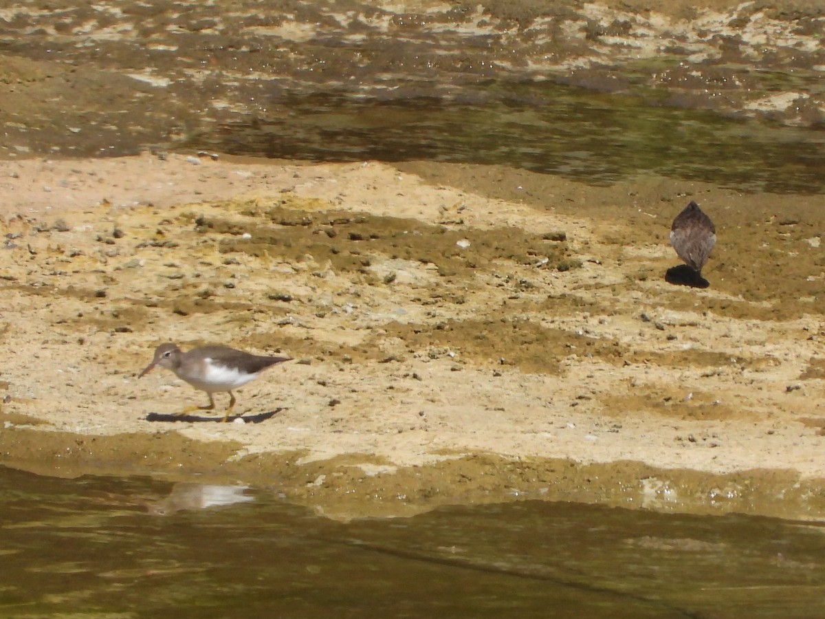 Spotted Sandpiper - ML643378195