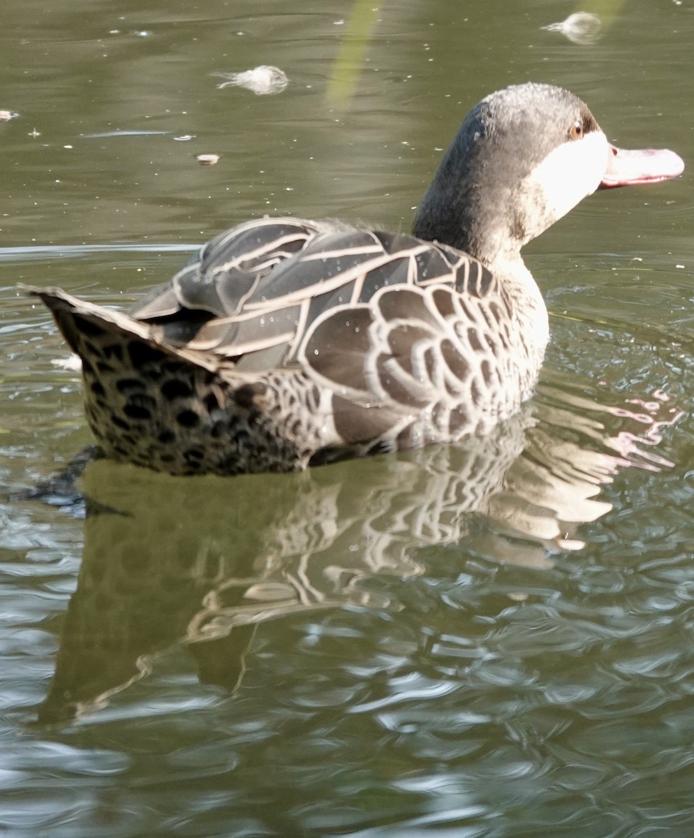 Red-billed Duck - ML643378197