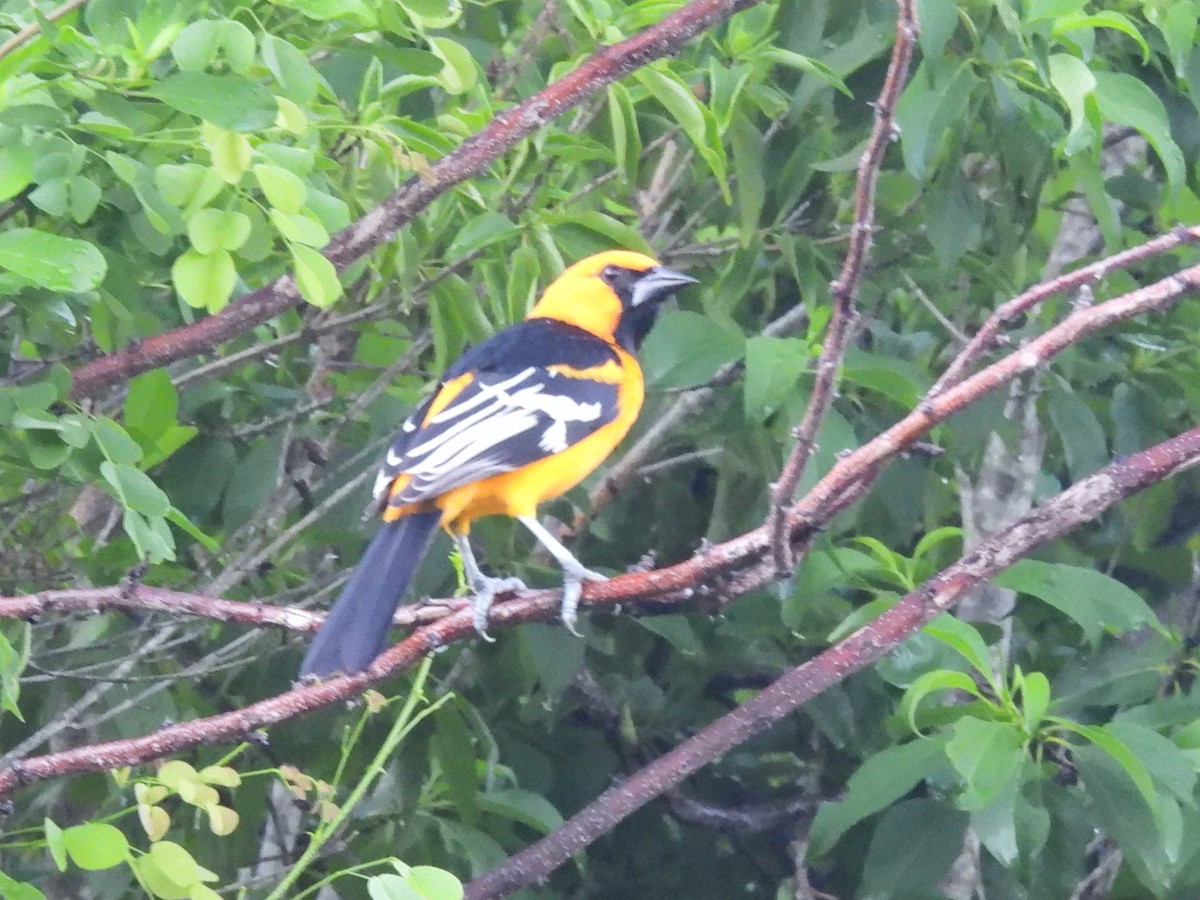 Altamira Oriole - ML643378207