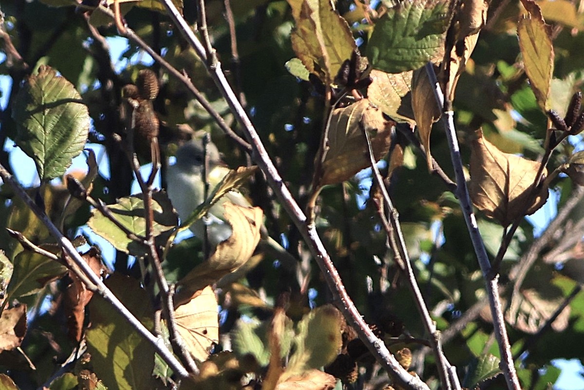 ベルモズモドキ（bellii／medius） - ML643378208