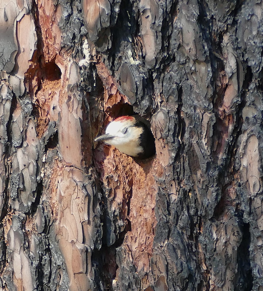 White-headed Woodpecker - ML643378223