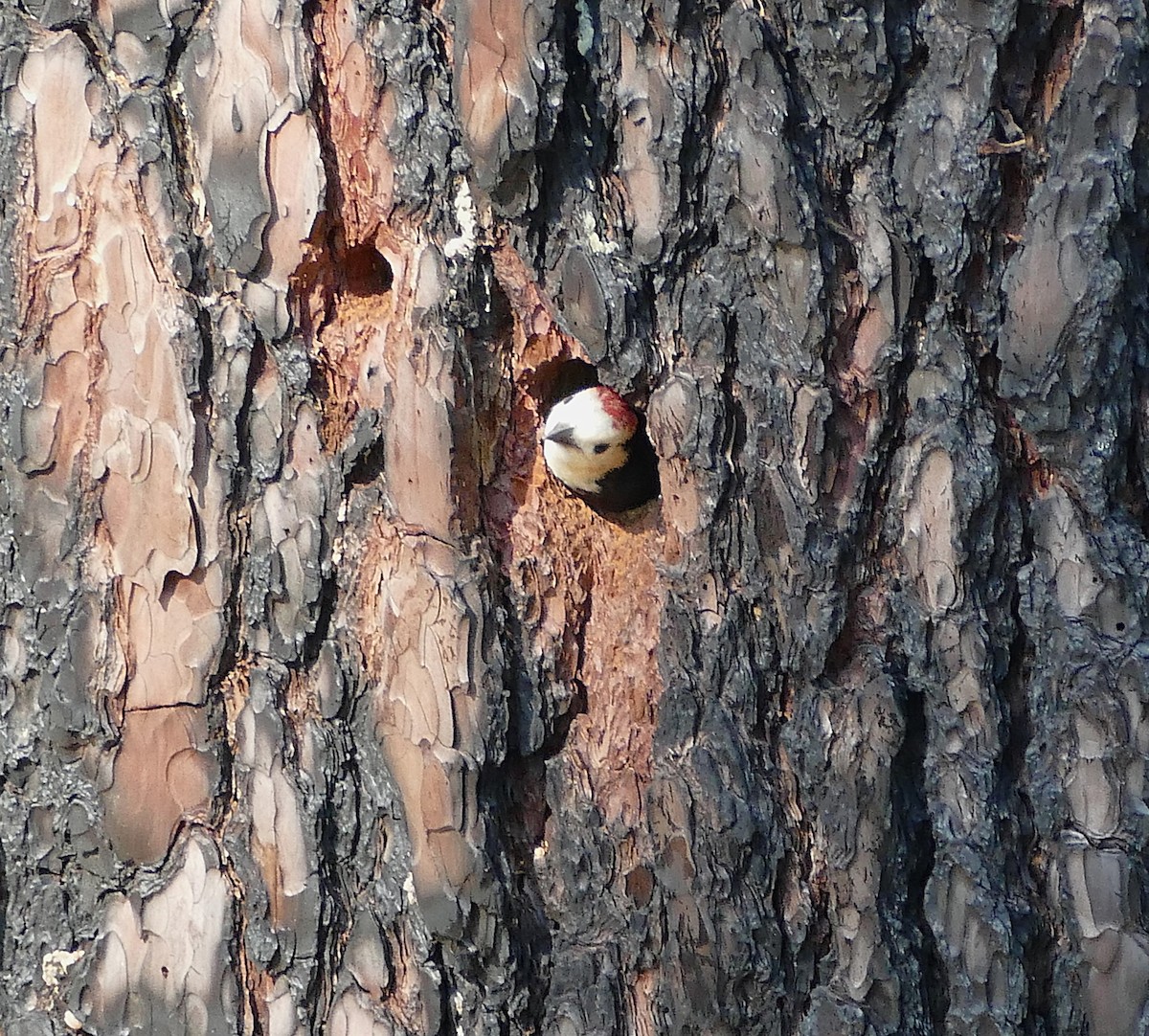White-headed Woodpecker - ML643378224