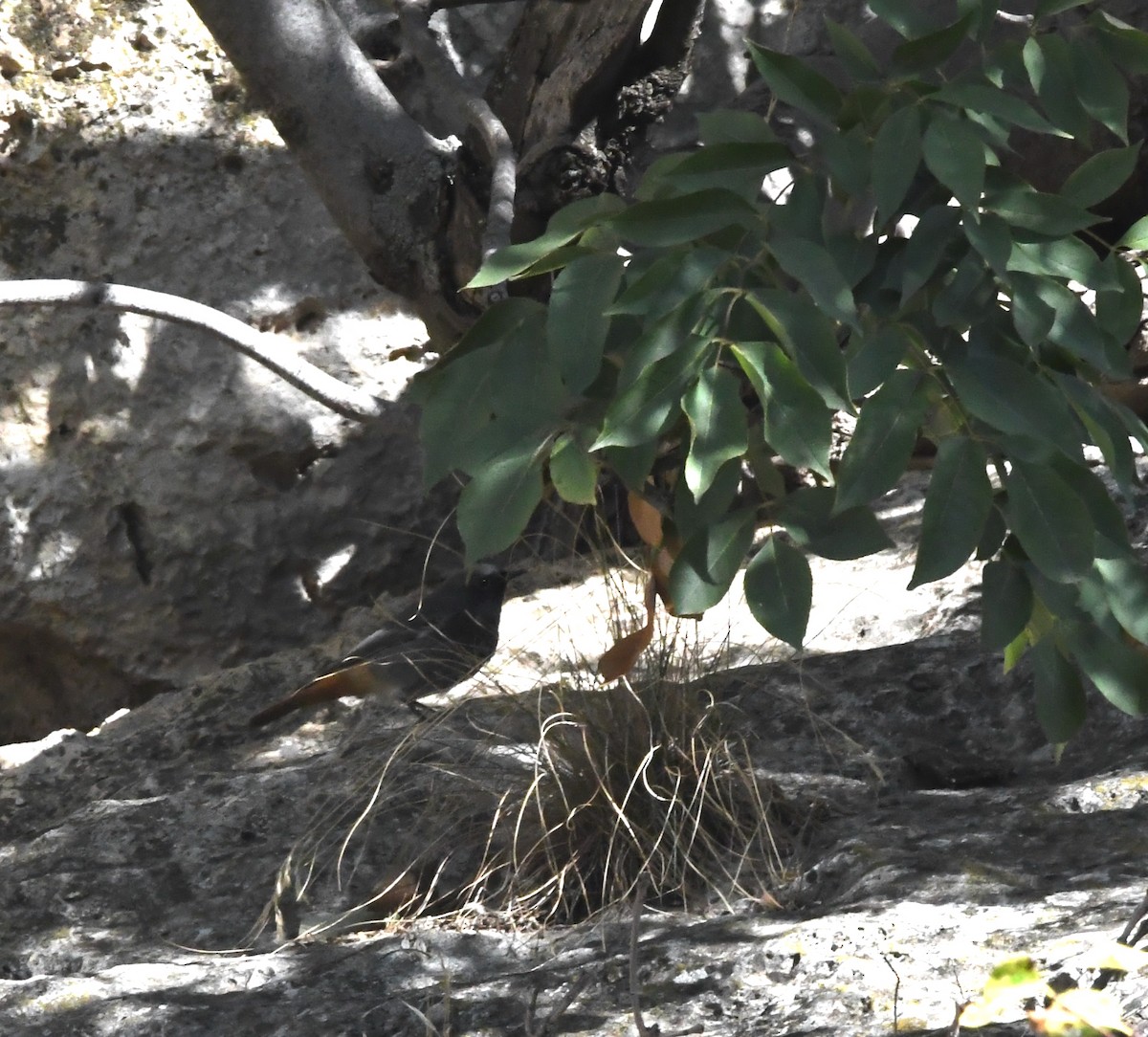Black Redstart - ML643378225
