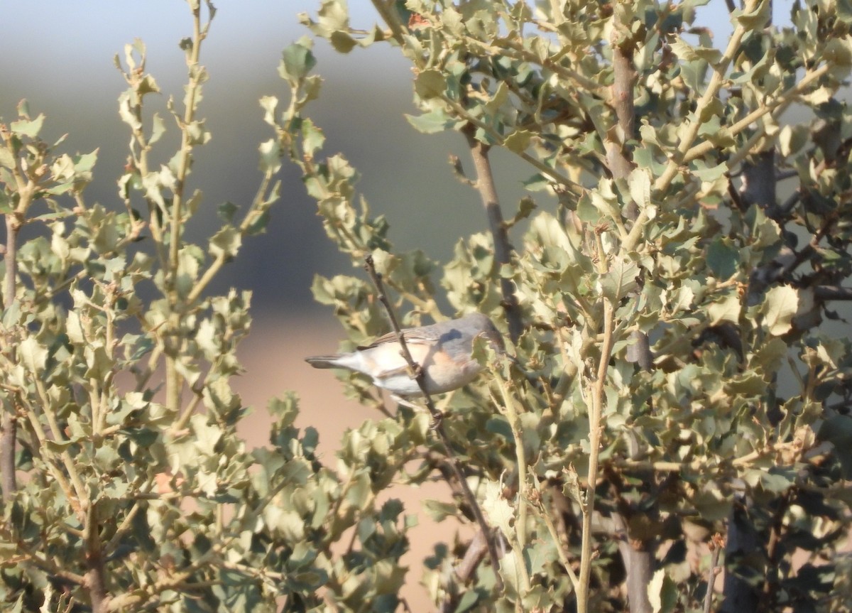 Western Subalpine Warbler - ML643378233