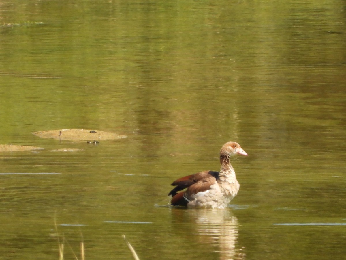 Egyptian Goose - ML643378239