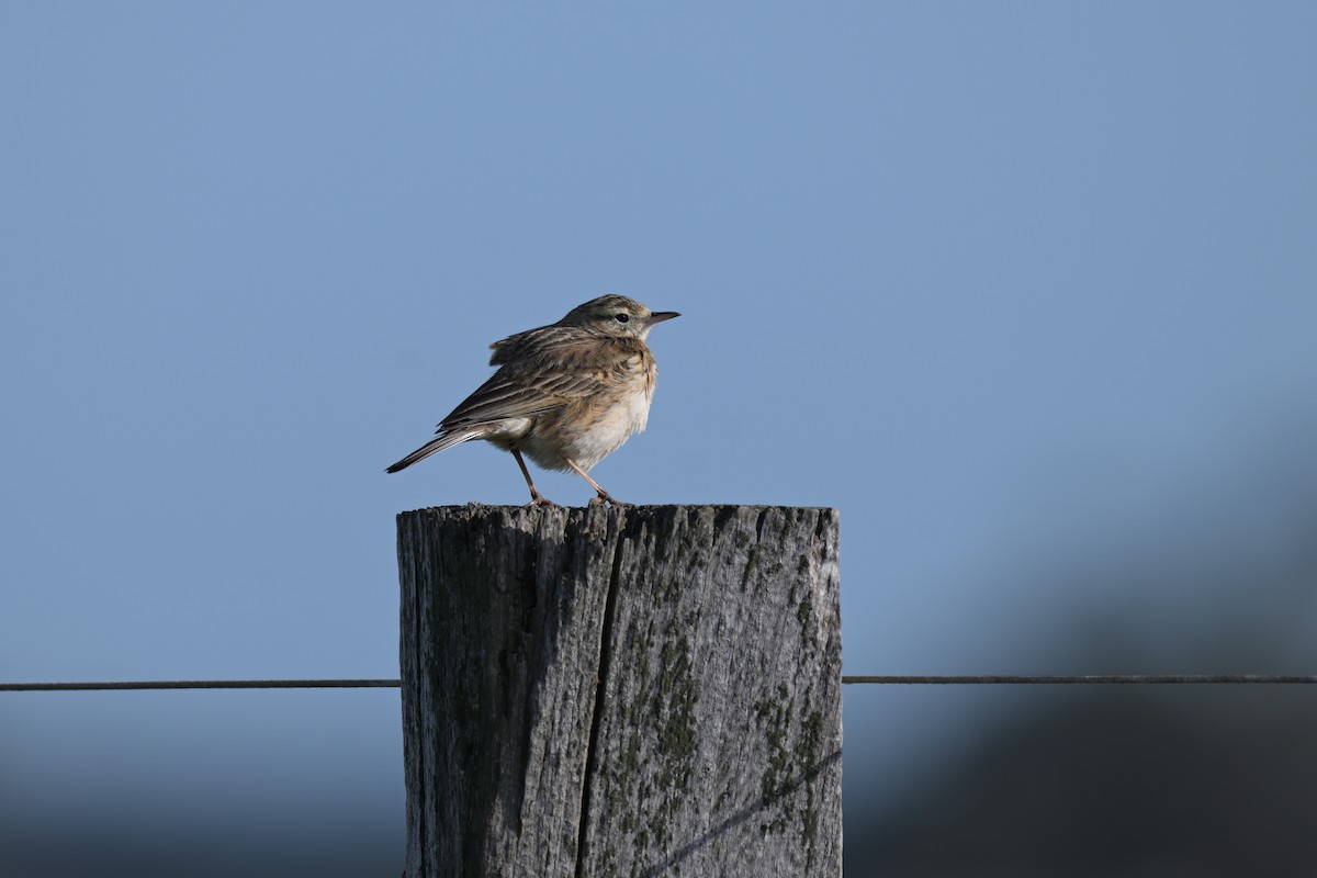 Australian Pipit - ML643378250