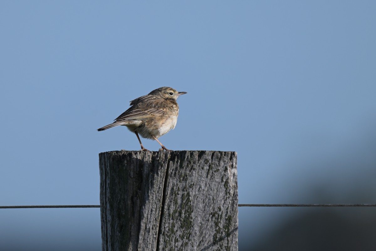 Australian Pipit - ML643378251