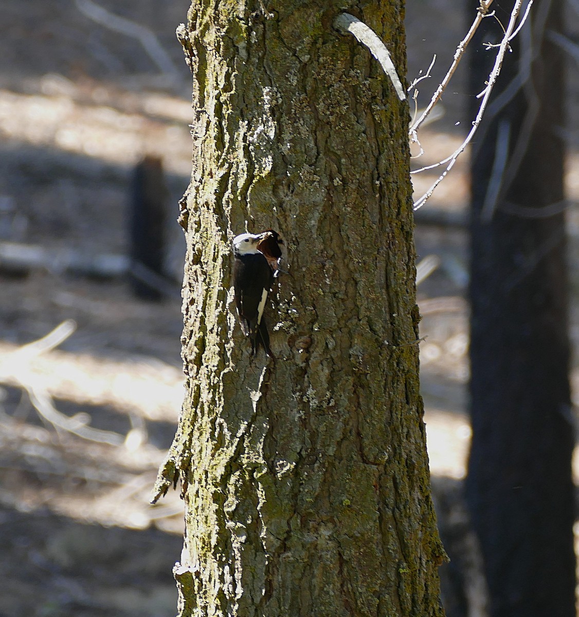 White-headed Woodpecker - ML643378255