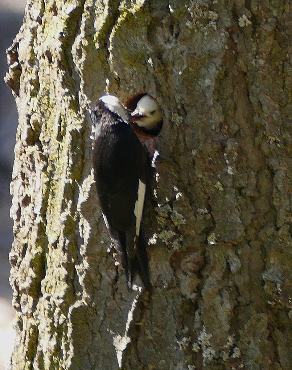 White-headed Woodpecker - ML643378267
