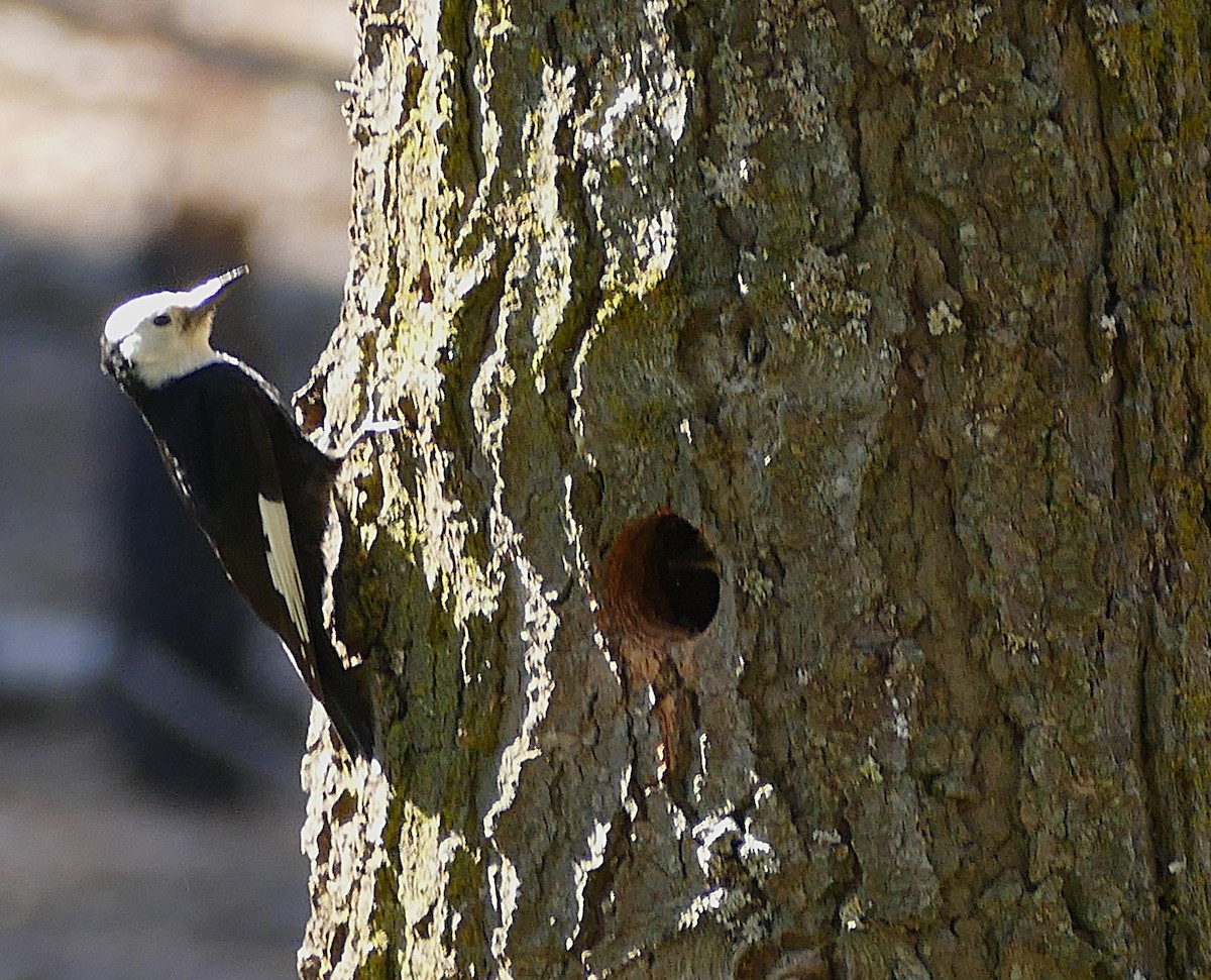 White-headed Woodpecker - ML643378268
