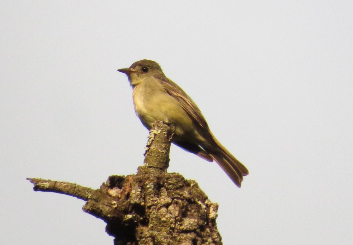 Eastern Wood-Pewee - ML643378299