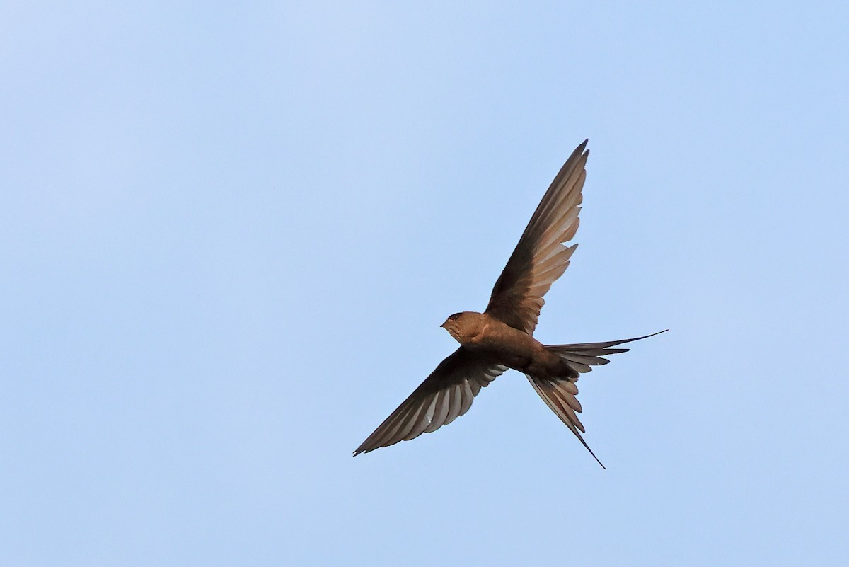 African Palm Swift - ML643378309