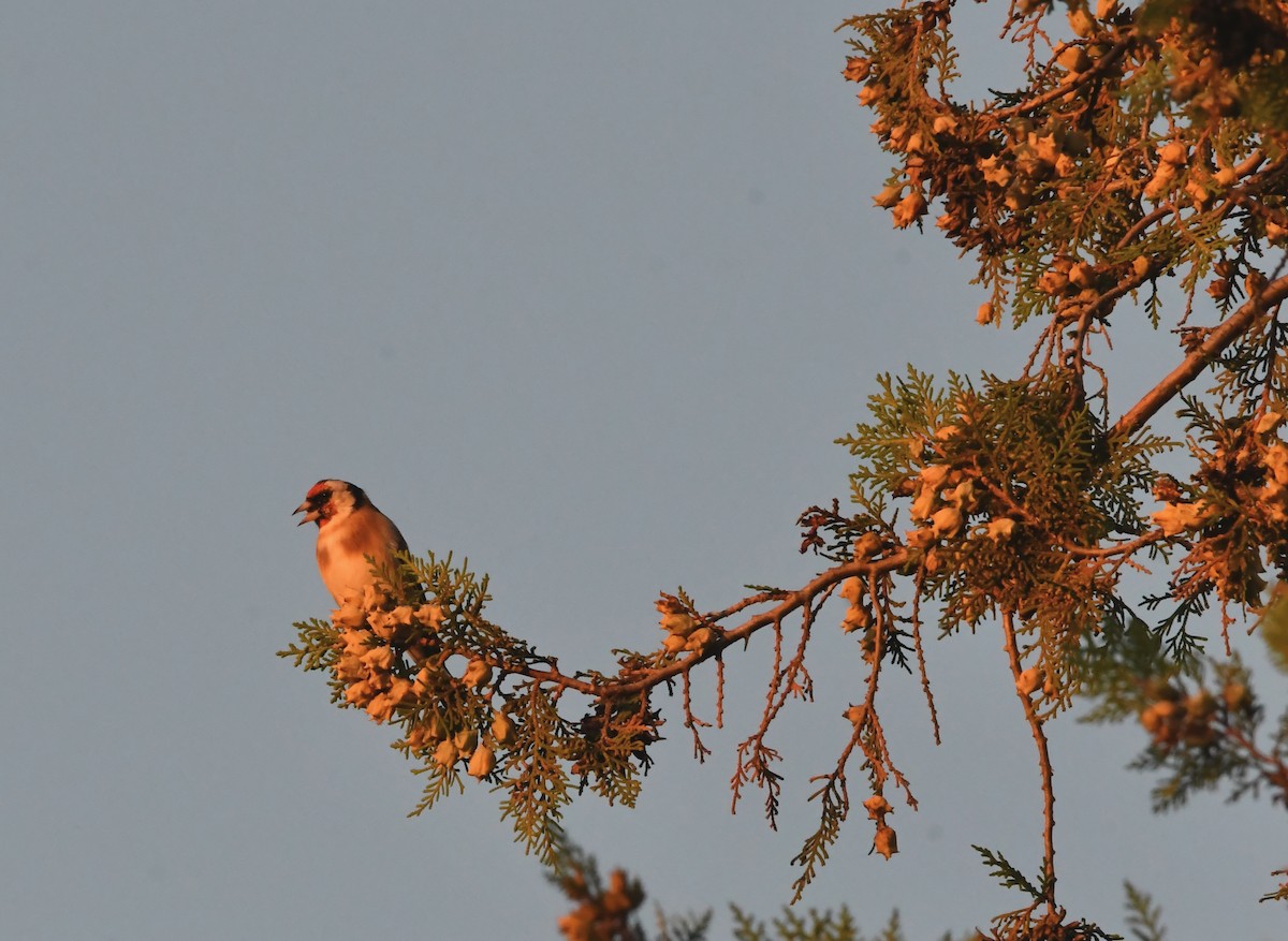 European Goldfinch - ML643378318
