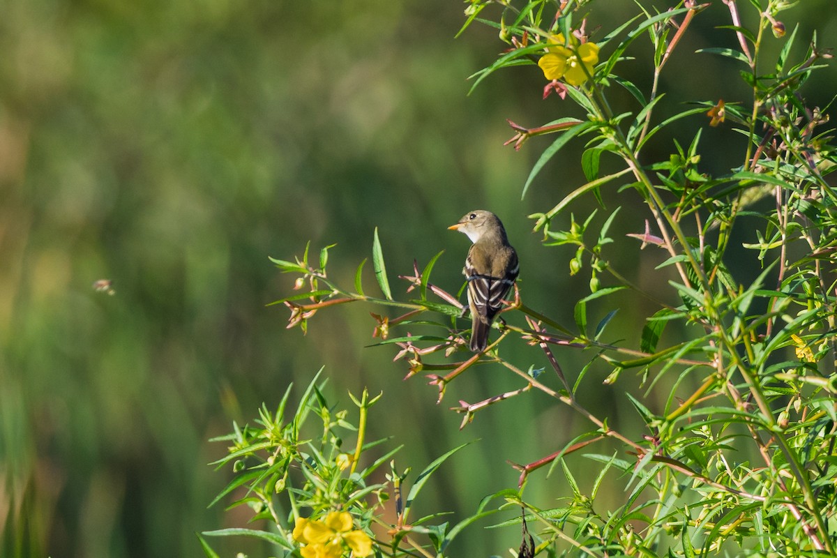 Acadian Flycatcher - ML643378332