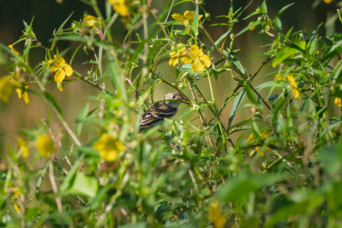 Acadian Flycatcher - ML643378333