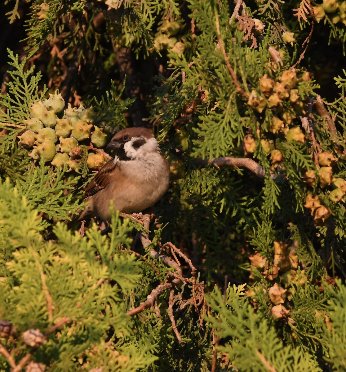Eurasian Tree Sparrow - ML643378336