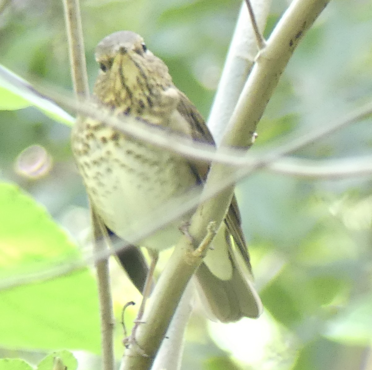 Swainson's Thrush - ML643378337