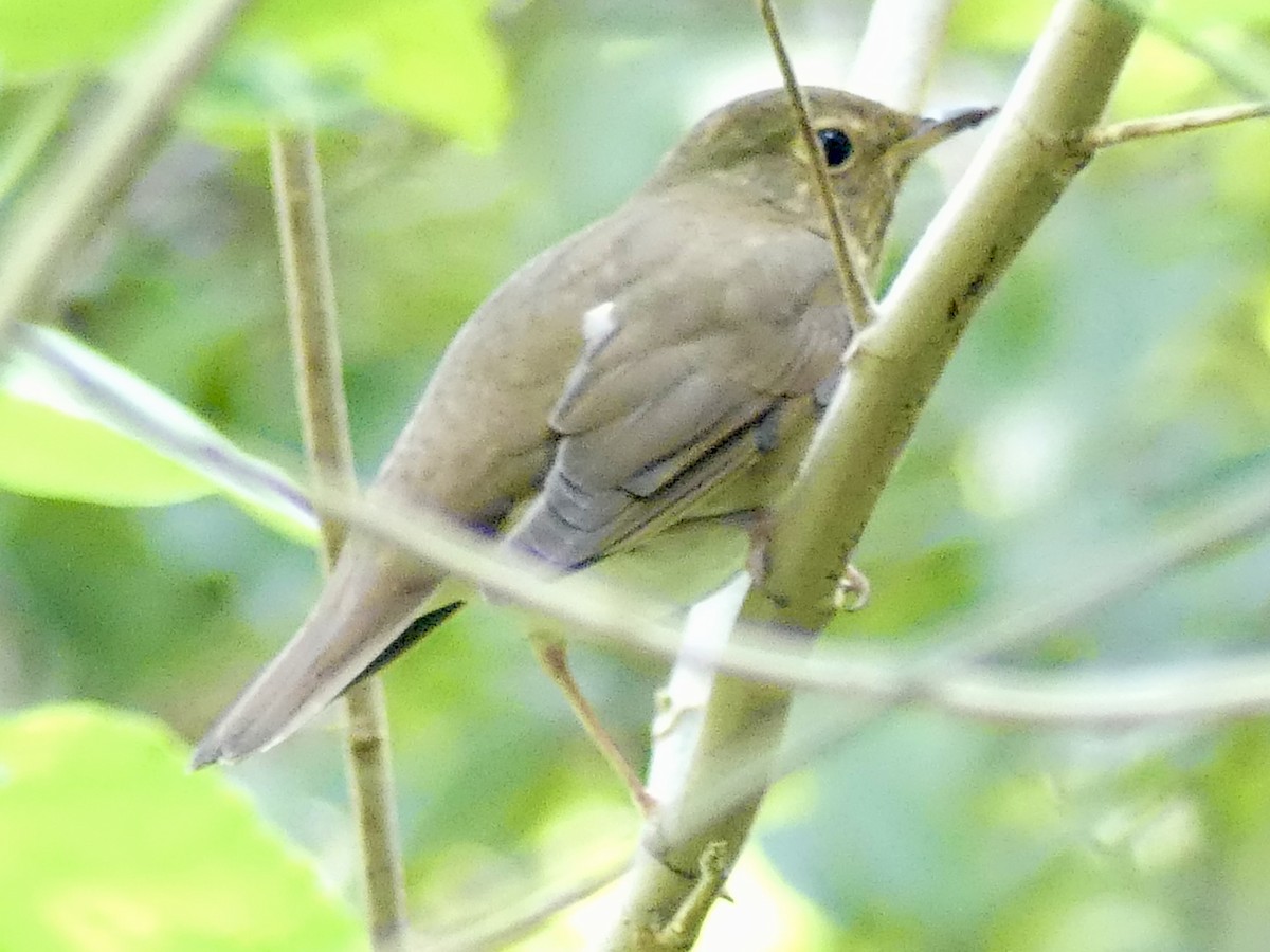 Swainson's Thrush - ML643378338