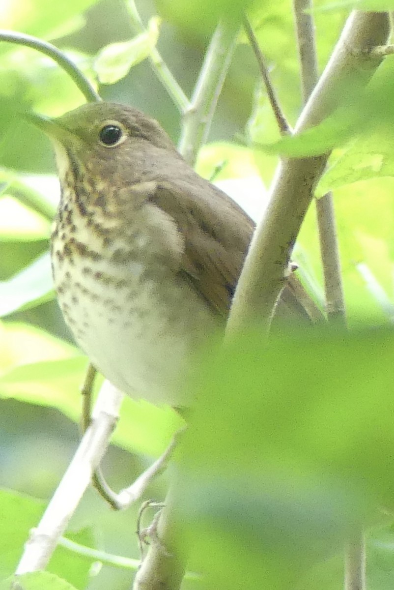 Swainson's Thrush - ML643378339