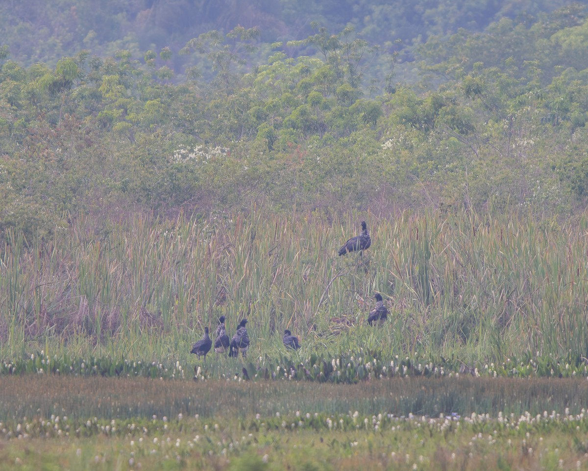Horned Screamer - ML643378345