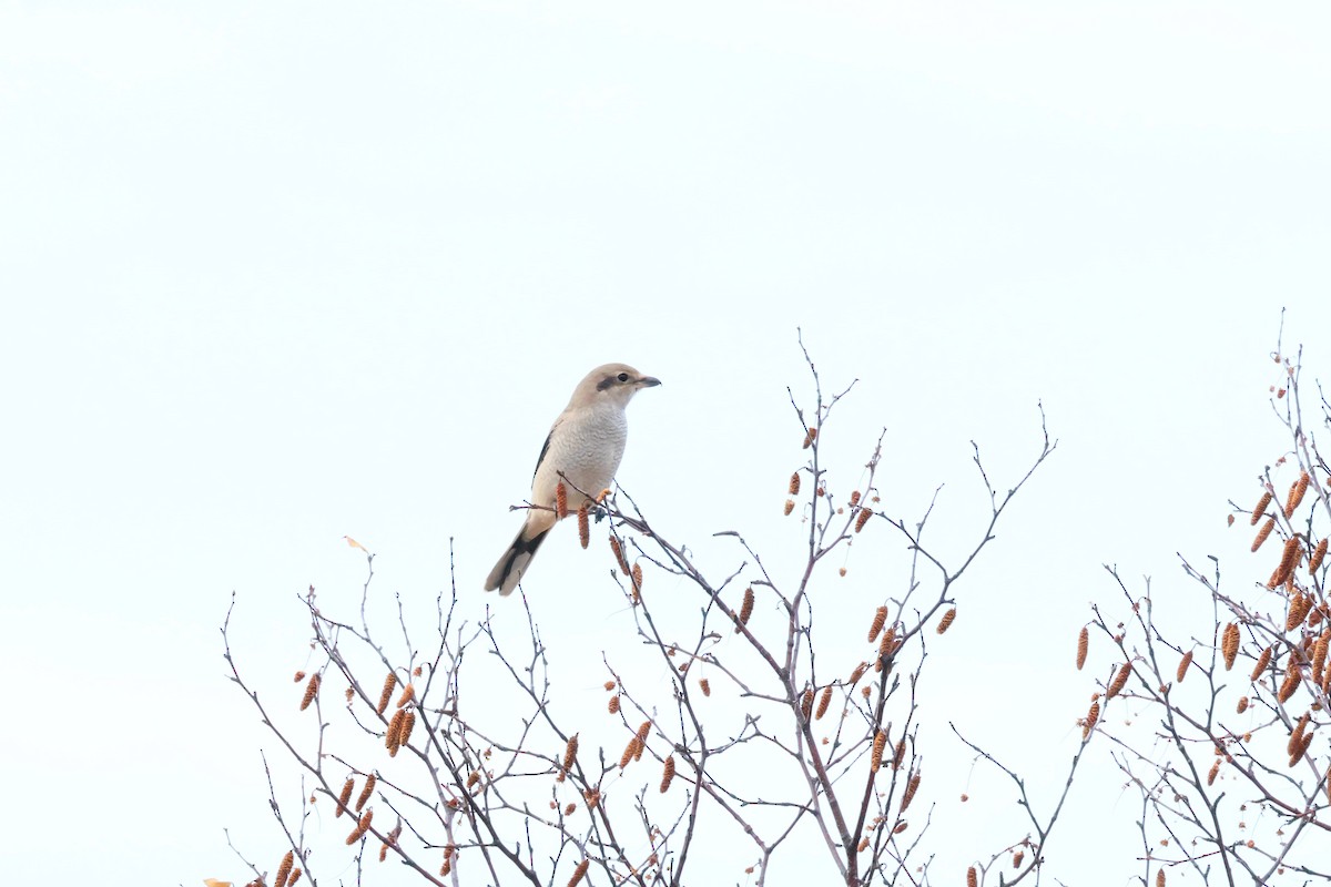 Alcaudón Boreal - ML643378351