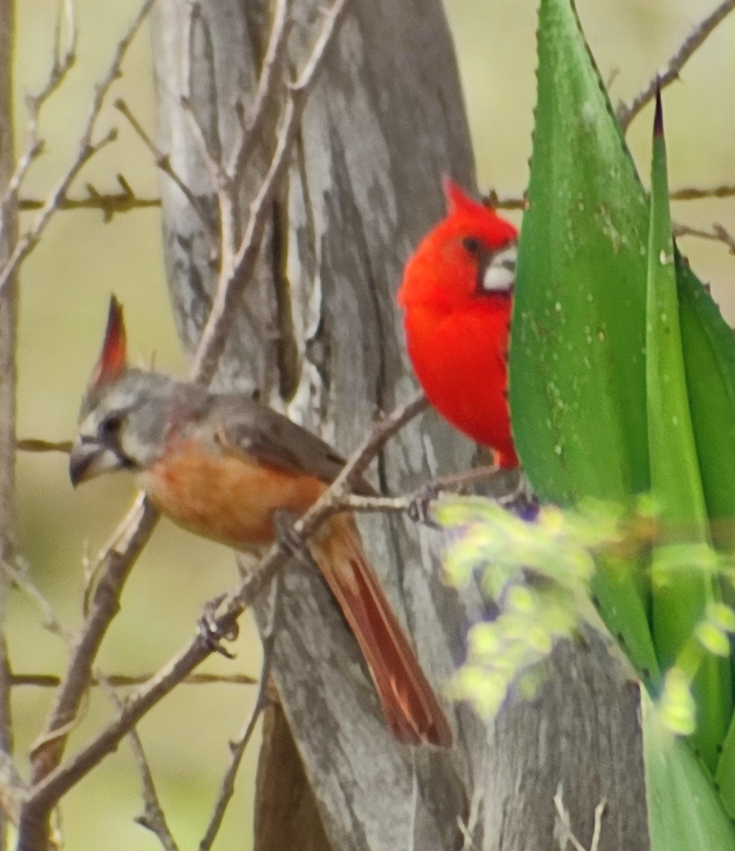 Vermilion Cardinal - ML643378352