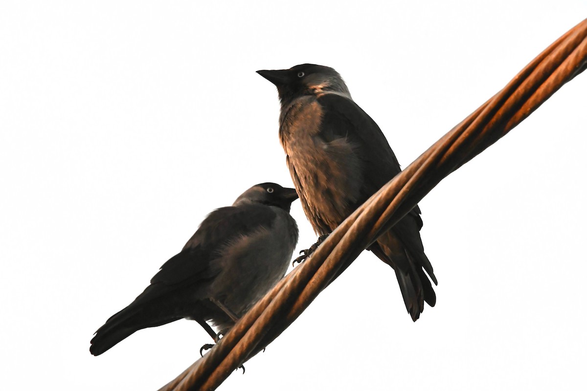 Eurasian Jackdaw - ML643378355