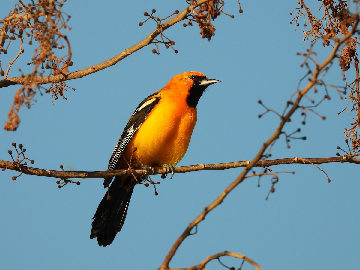 Oriole orange - ML643378369
