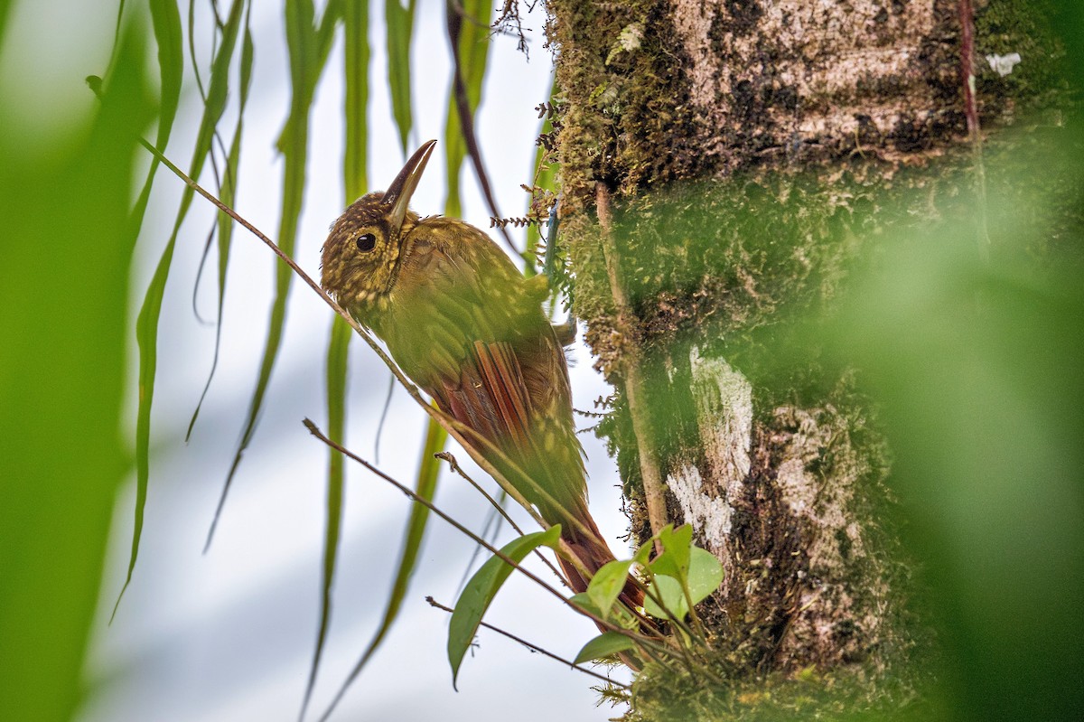 Spotted Woodcreeper - ML643378370