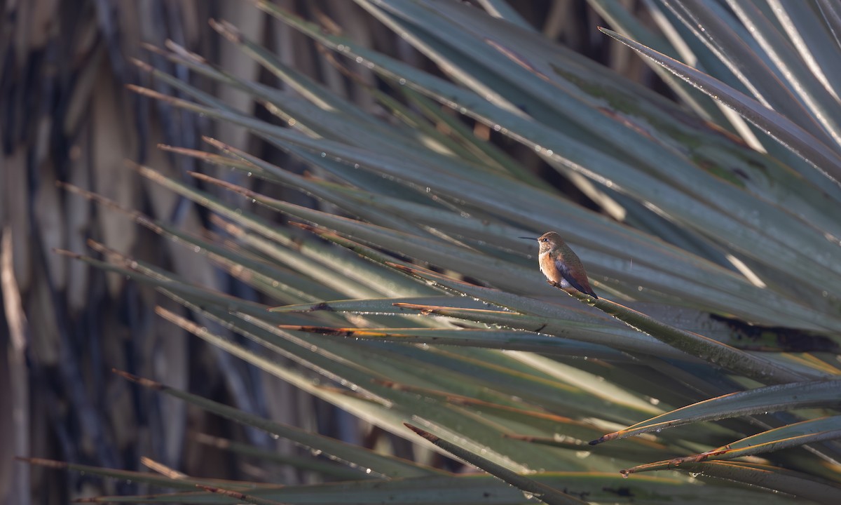Rufous Hummingbird - ML643378372