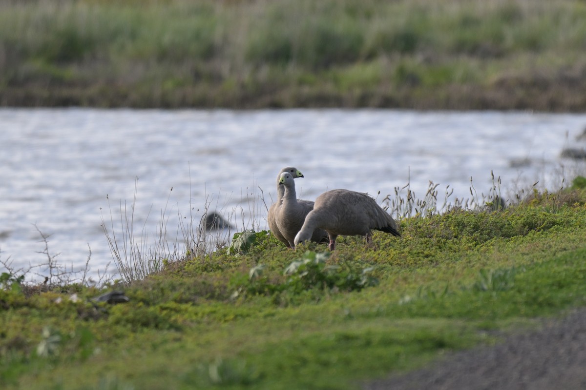 Cape Barren Goose - ML643378376