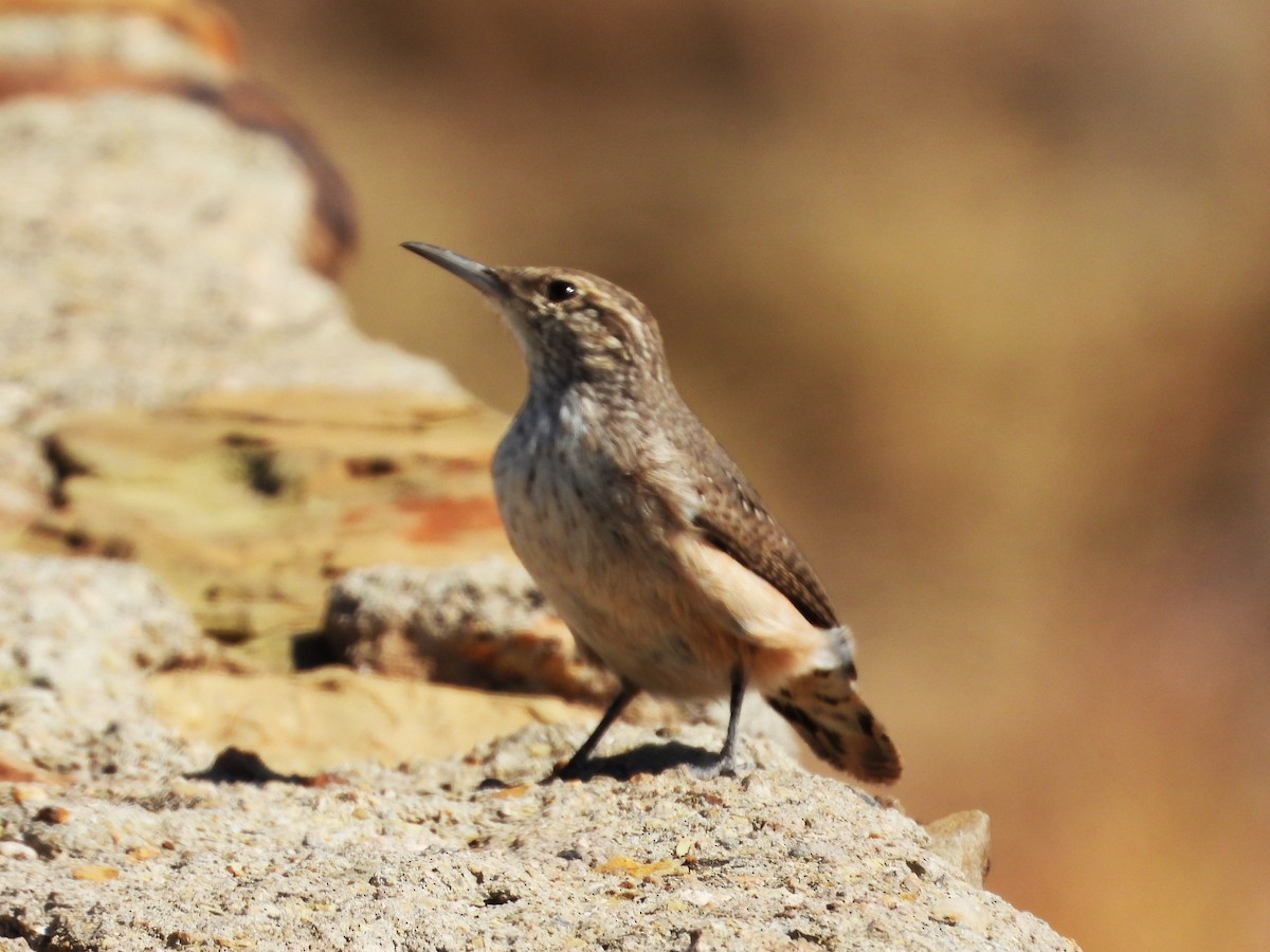 Rock Wren - ML643378379