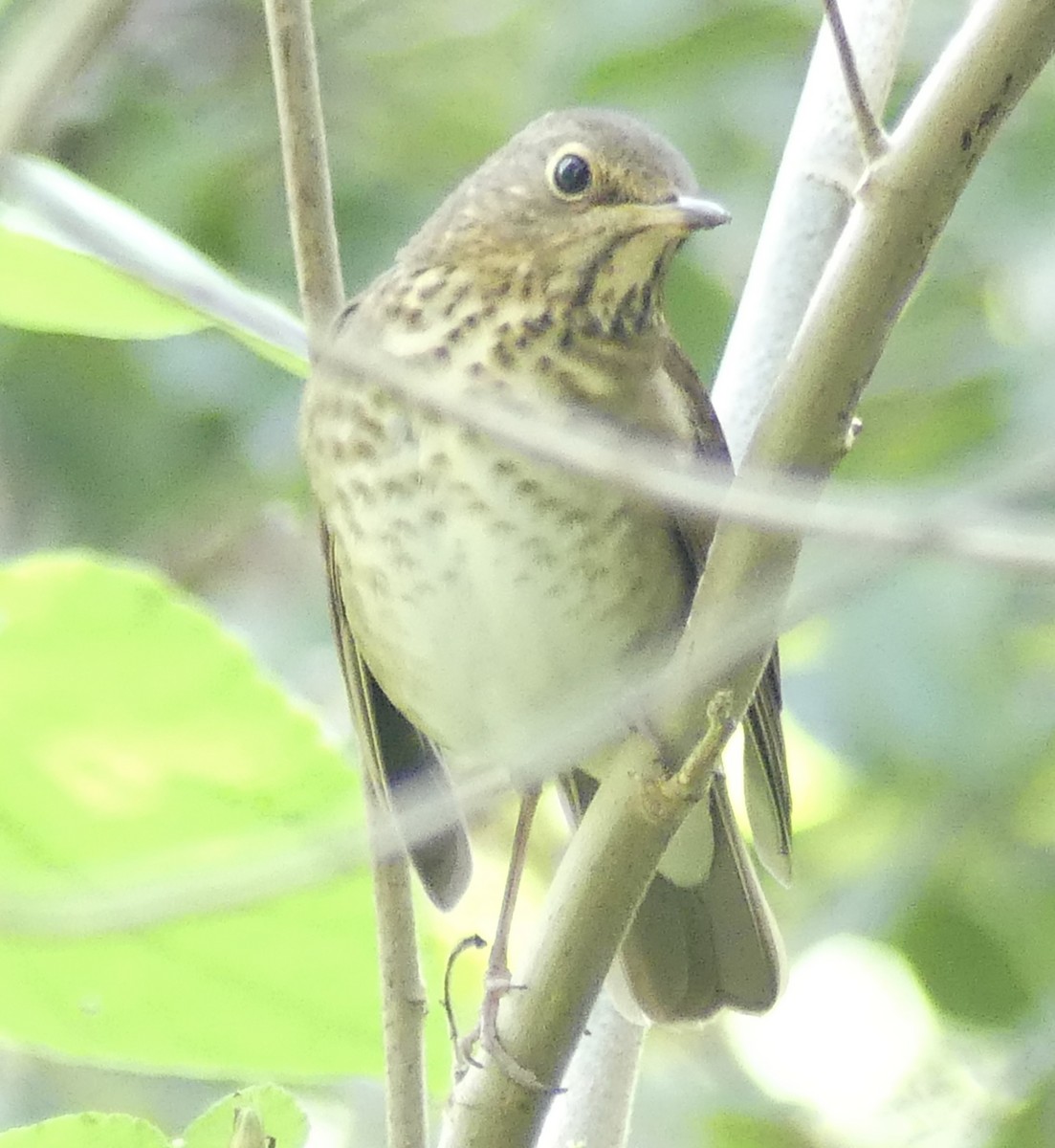 Swainson's Thrush - ML643378381