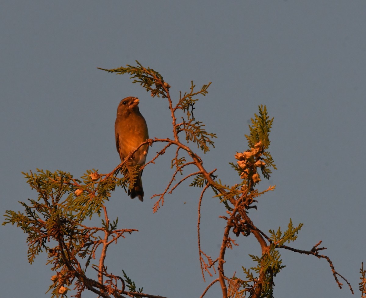 European Greenfinch - ML643378384
