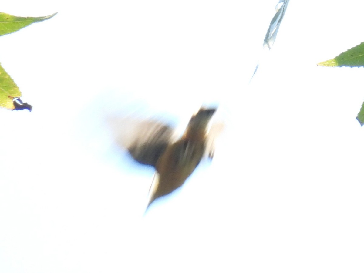 Red-breasted Nuthatch - ML643378385
