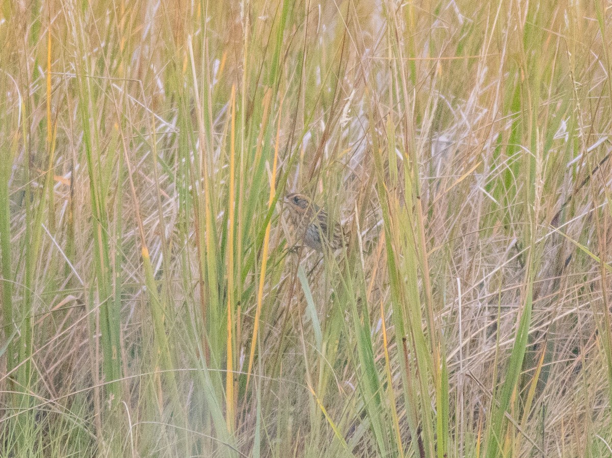 Saltmarsh Sparrow - ML643378392