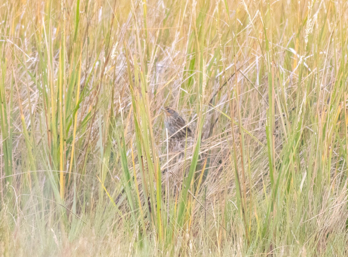 Saltmarsh Sparrow - ML643378393