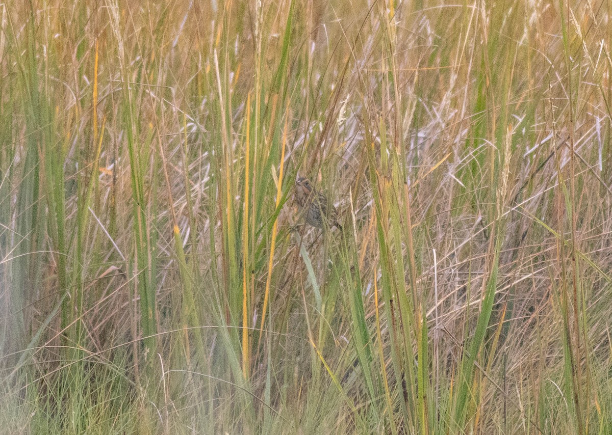 Saltmarsh Sparrow - ML643378394