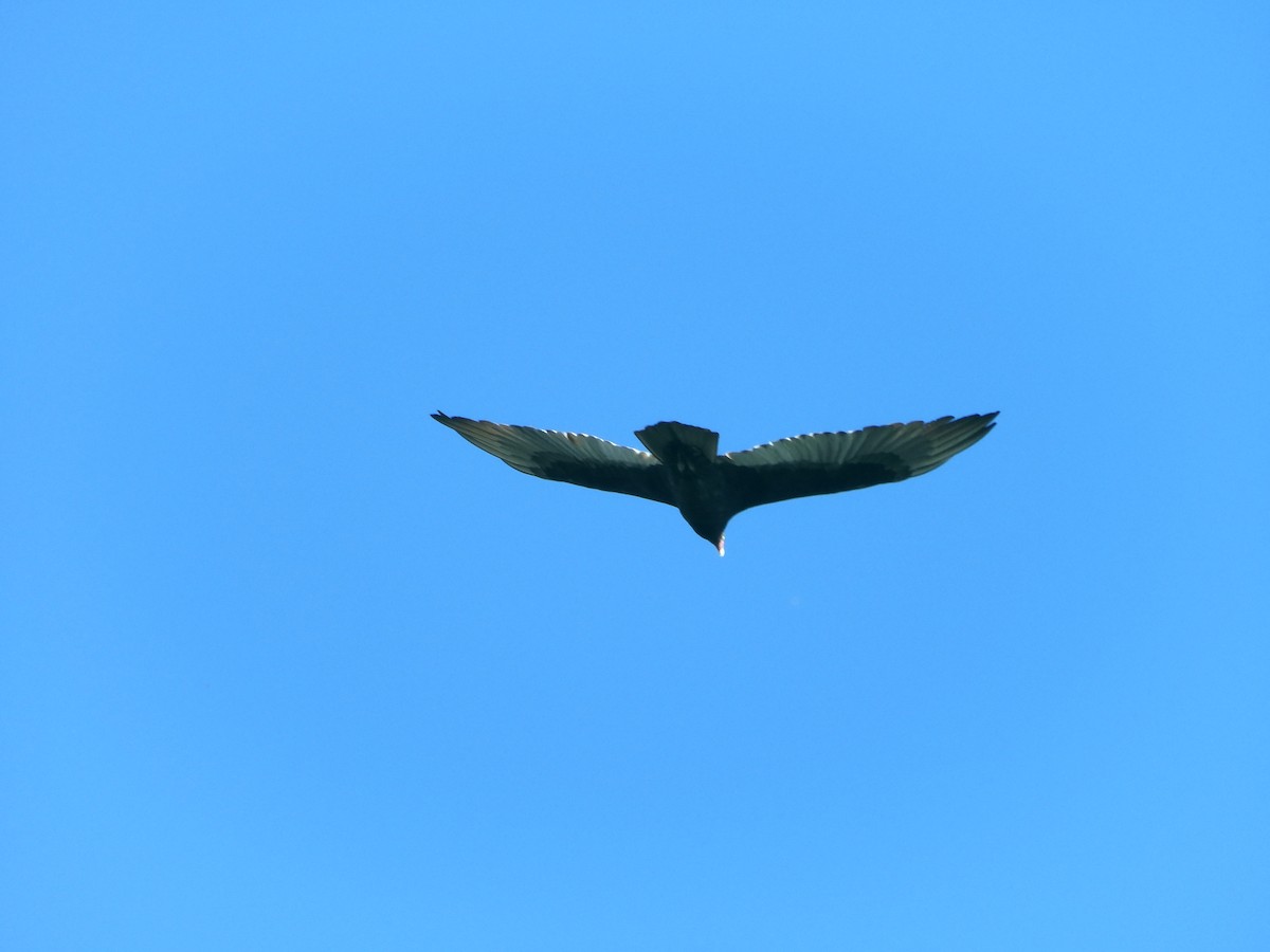 Turkey Vulture - ML643378405