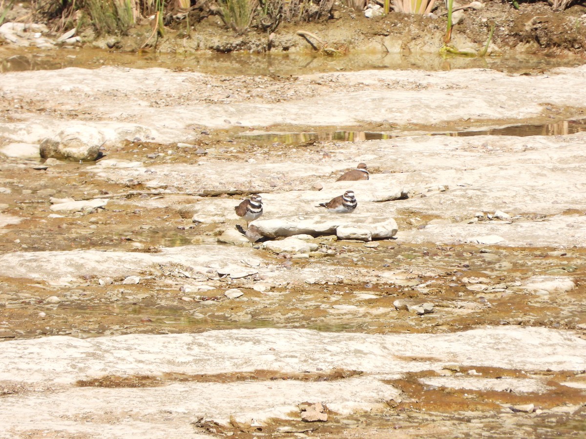 Killdeer - ML643378408
